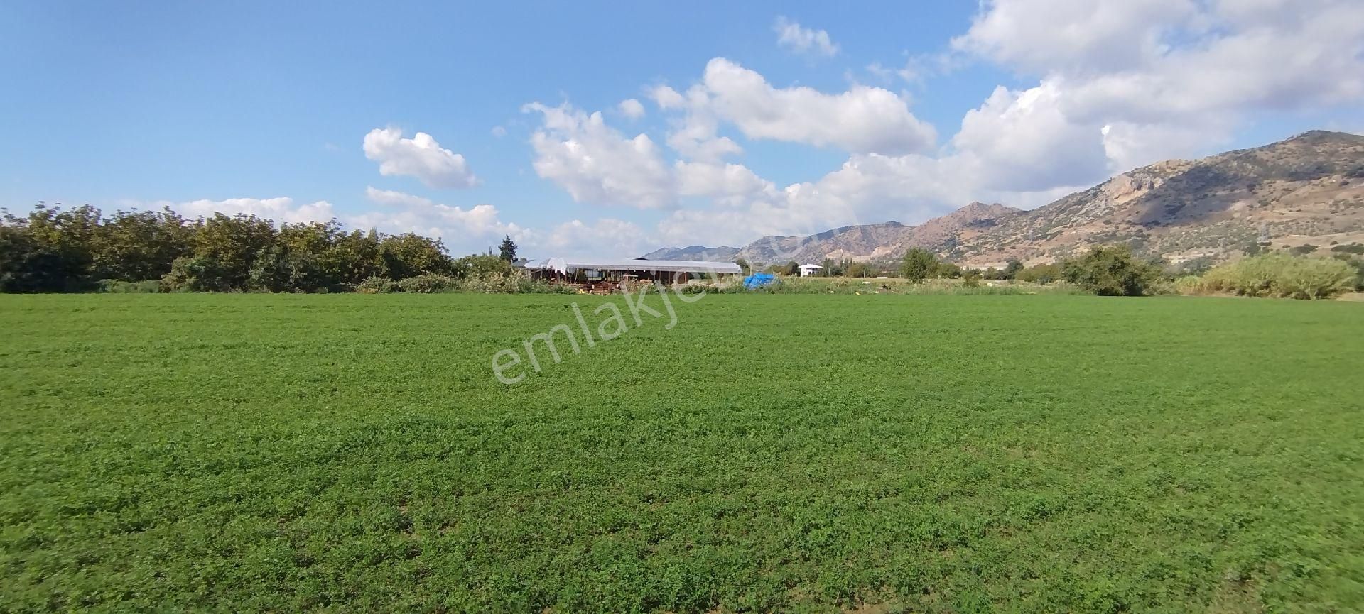 Aydın Kızıcaköy Mah. 21.120 M2 Satılık Tarla İncir Bahçesi - Görsel 15