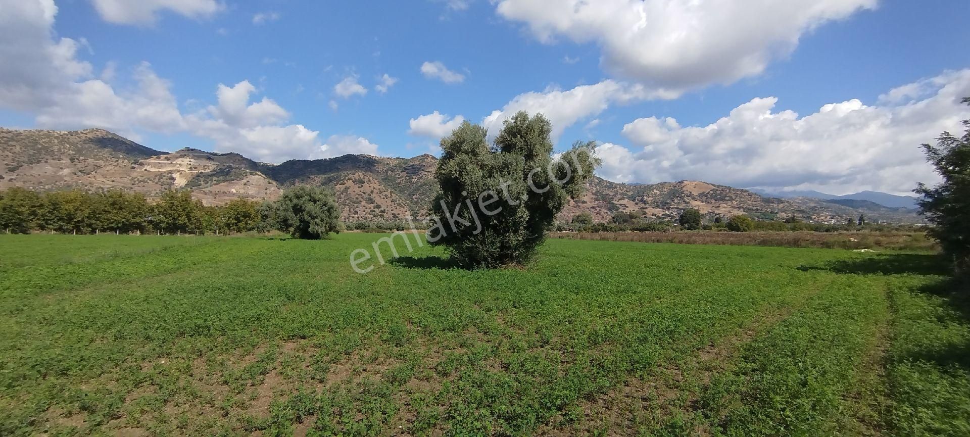 Aydın Kızıcaköy Mah. 21.120 M2 Satılık Tarla İncir Bahçesi - Görsel 19