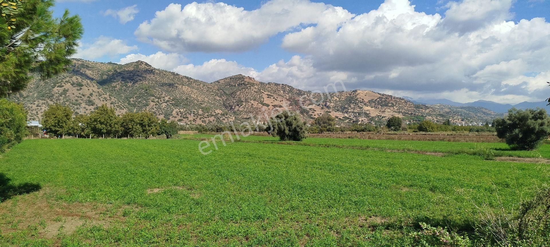 Aydın Kızıcaköy Mah. 21.120 M2 Satılık Tarla İncir Bahçesi - Görsel 7