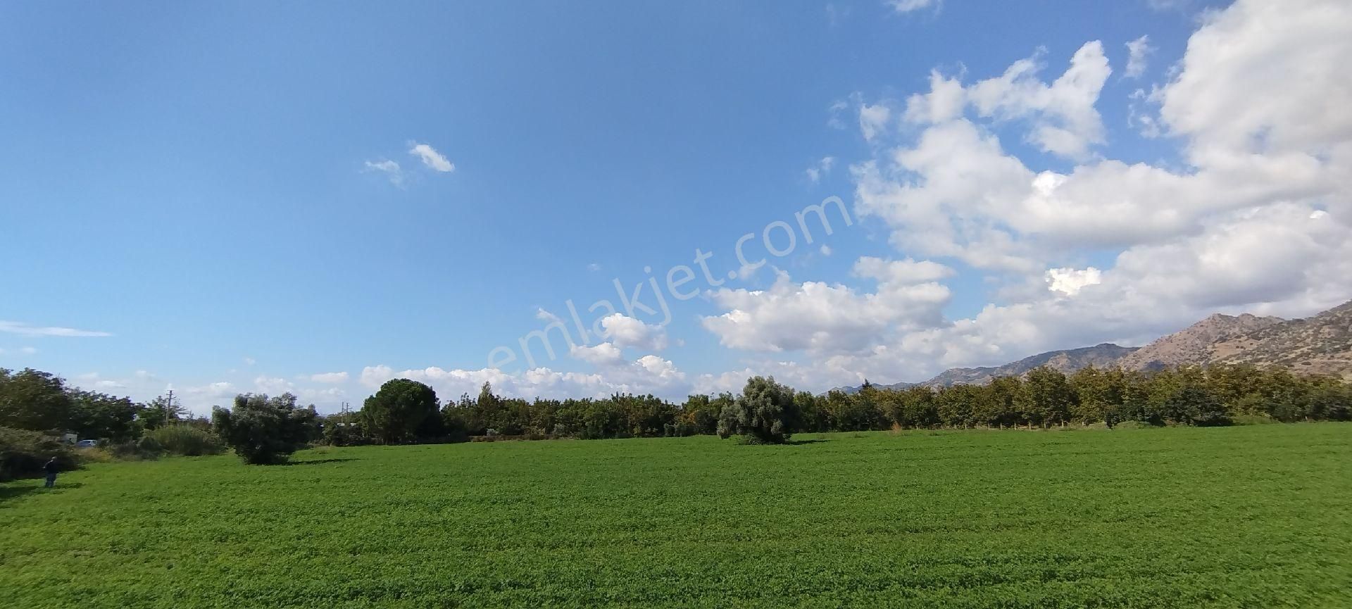 Aydın Kızıcaköy Mah. 21.120 M2 Satılık Tarla İncir Bahçesi - Görsel 14