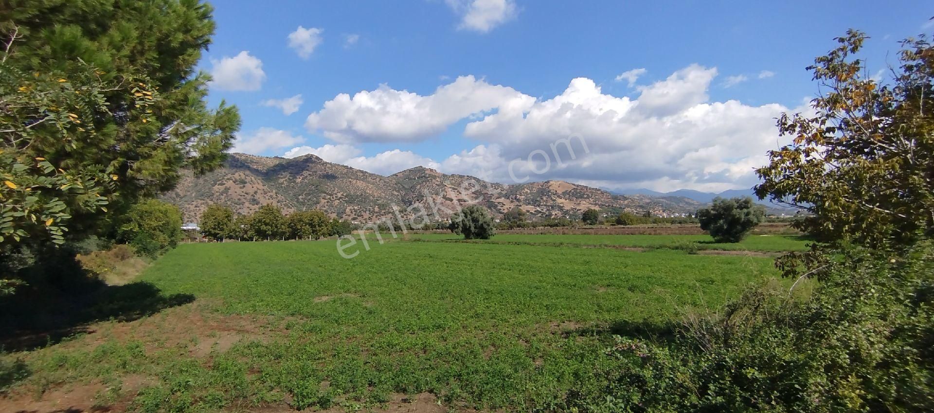 Aydın Kızıcaköy Mah. 21.120 M2 Satılık Tarla İncir Bahçesi - Görsel 6