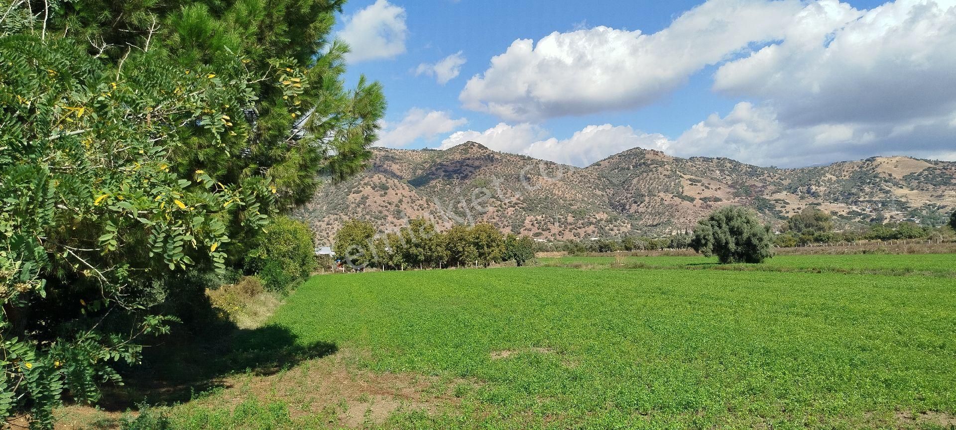 Aydın Kızıcaköy Mah. 21.120 M2 Satılık Tarla İncir Bahçesi - Görsel 4