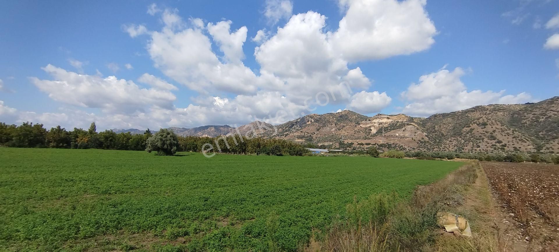 Aydın Kızıcaköy Mah. 21.120 M2 Satılık Tarla İncir Bahçesi - Görsel 22