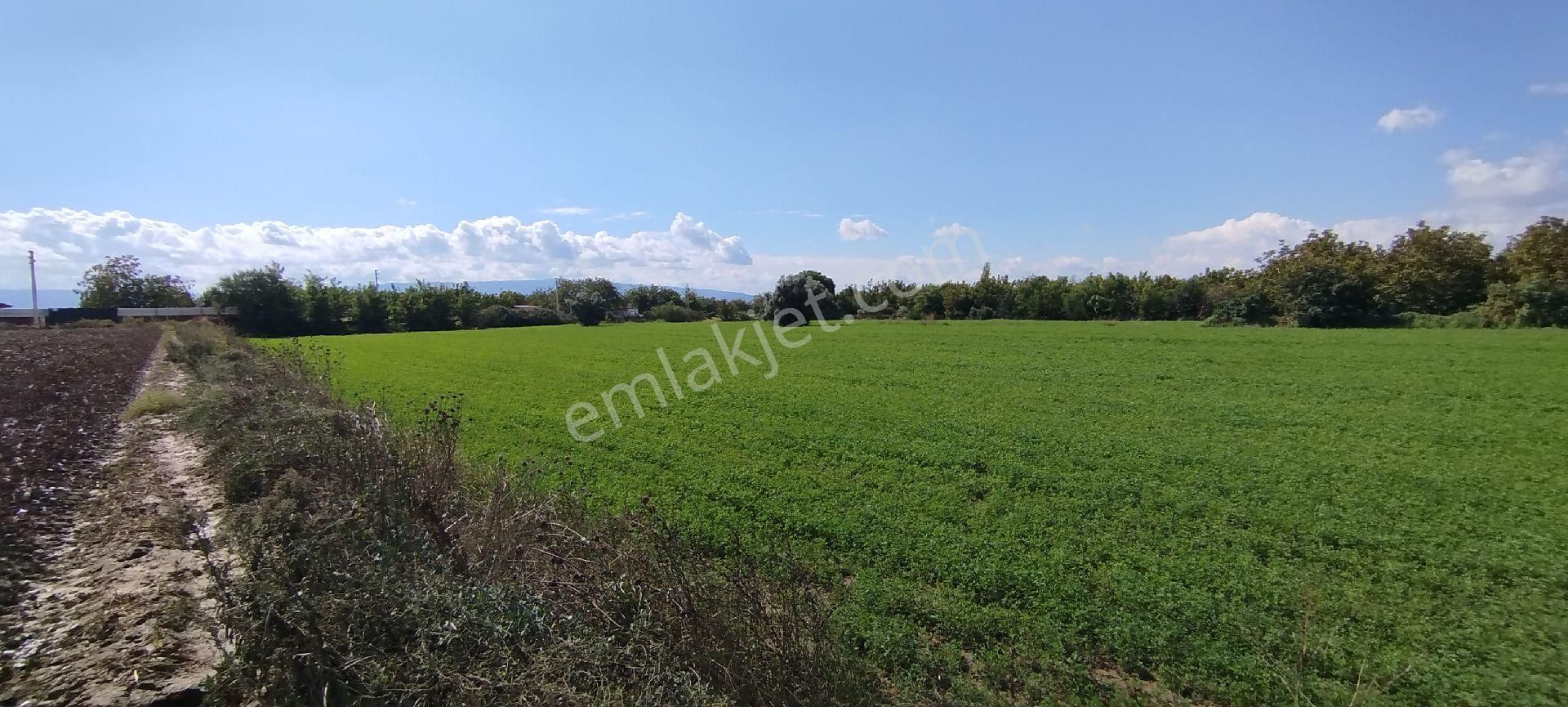 Aydın Kızıcaköy Mah. 21.120 M2 Satılık Tarla İncir Bahçesi - Görsel 11