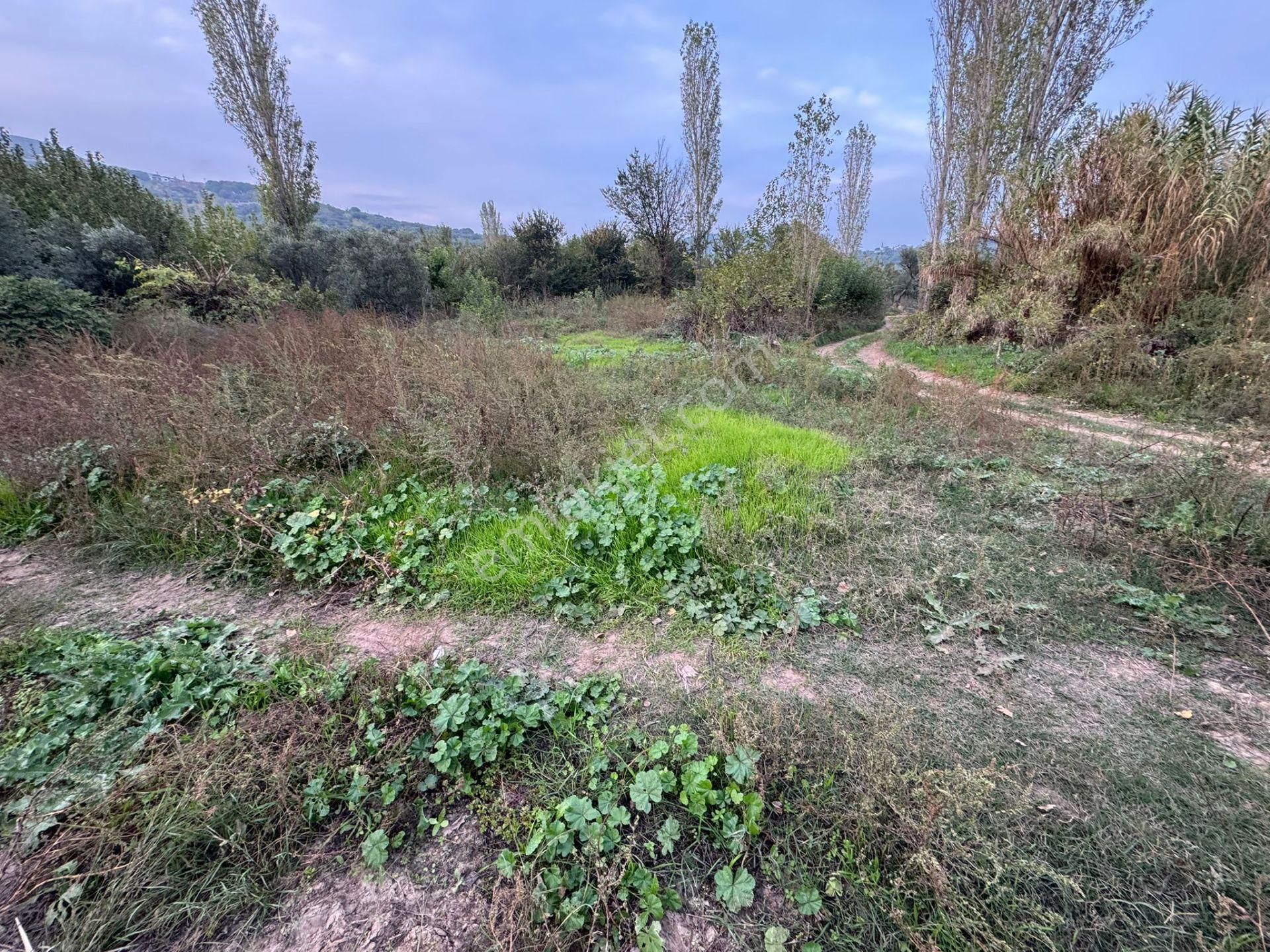 Yatırım Doktorumdan Tatil Cenneti Erdek Belkıs Mah. Satılık Zeytinlik - Görsel 6