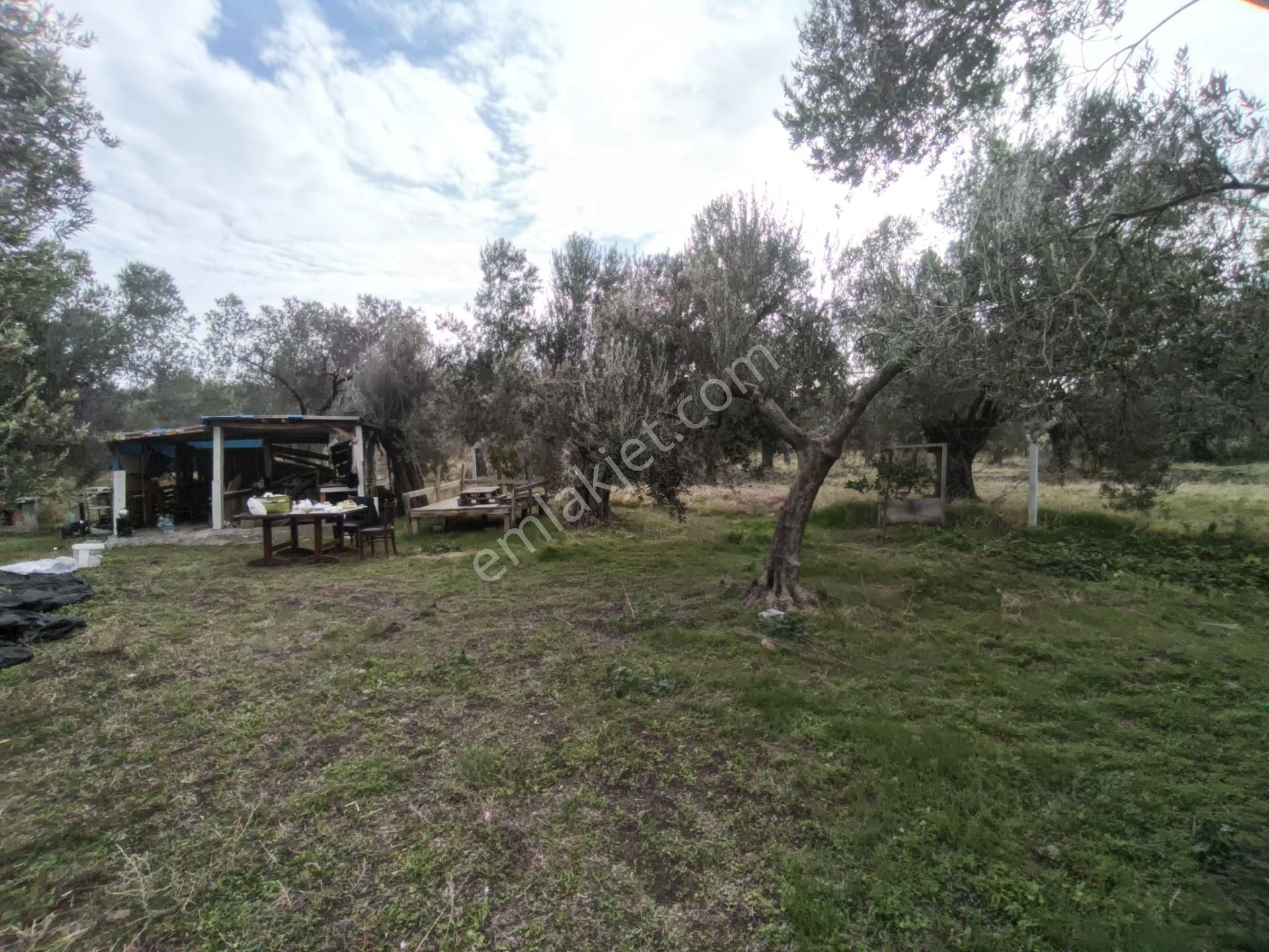 Golden Globy, Havran Mescit'de Satılık 1100 M2 Hobi Bahçesi Ve Zeytinlik - Görsel 29
