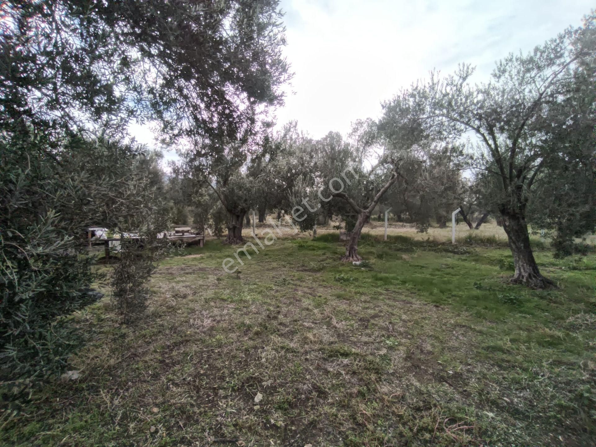 Golden Globy, Havran Mescit'de Satılık 1100 M2 Hobi Bahçesi Ve Zeytinlik - Görsel 31