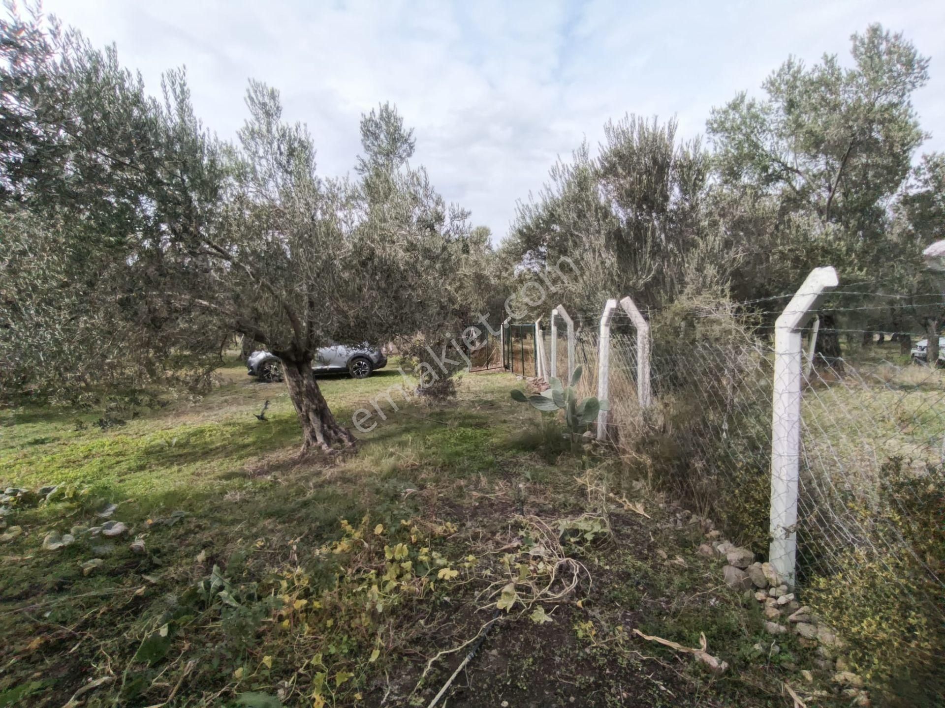 Golden Globy, Havran Mescit'de Satılık 1100 M2 Hobi Bahçesi Ve Zeytinlik - Görsel 5