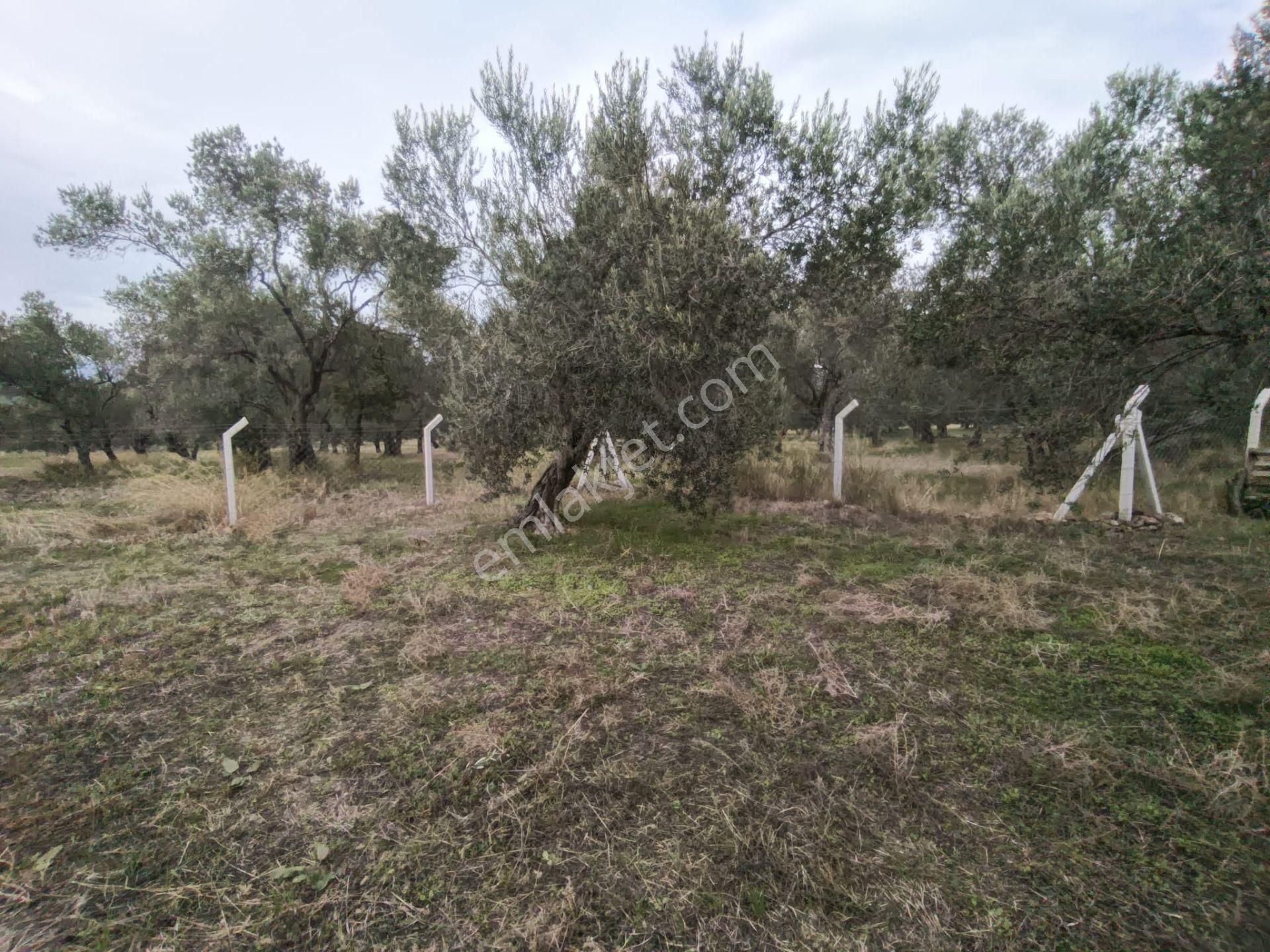 Golden Globy, Havran Mescit'de Satılık 1100 M2 Hobi Bahçesi Ve Zeytinlik - Görsel 26