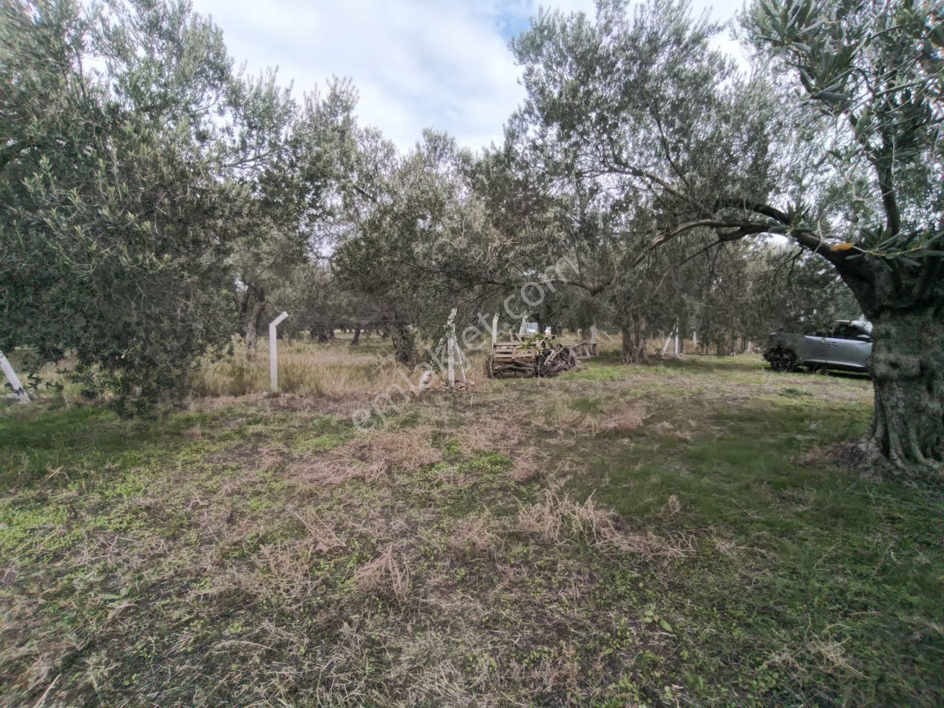 Golden Globy, Havran Mescit'de Satılık 1100 M2 Hobi Bahçesi Ve Zeytinlik - Görsel 27