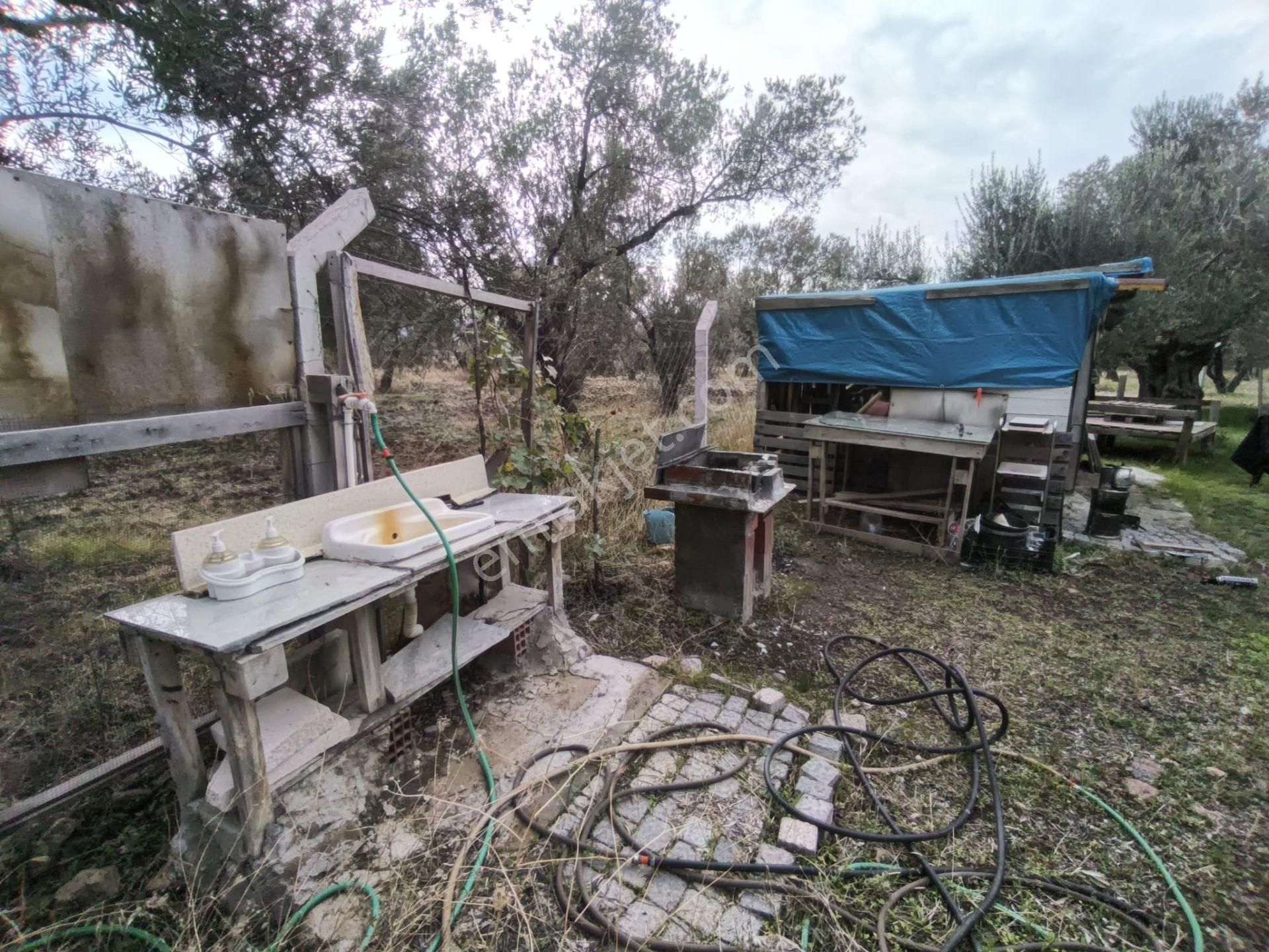 Golden Globy, Havran Mescit'de Satılık 1100 M2 Hobi Bahçesi Ve Zeytinlik - Görsel 11