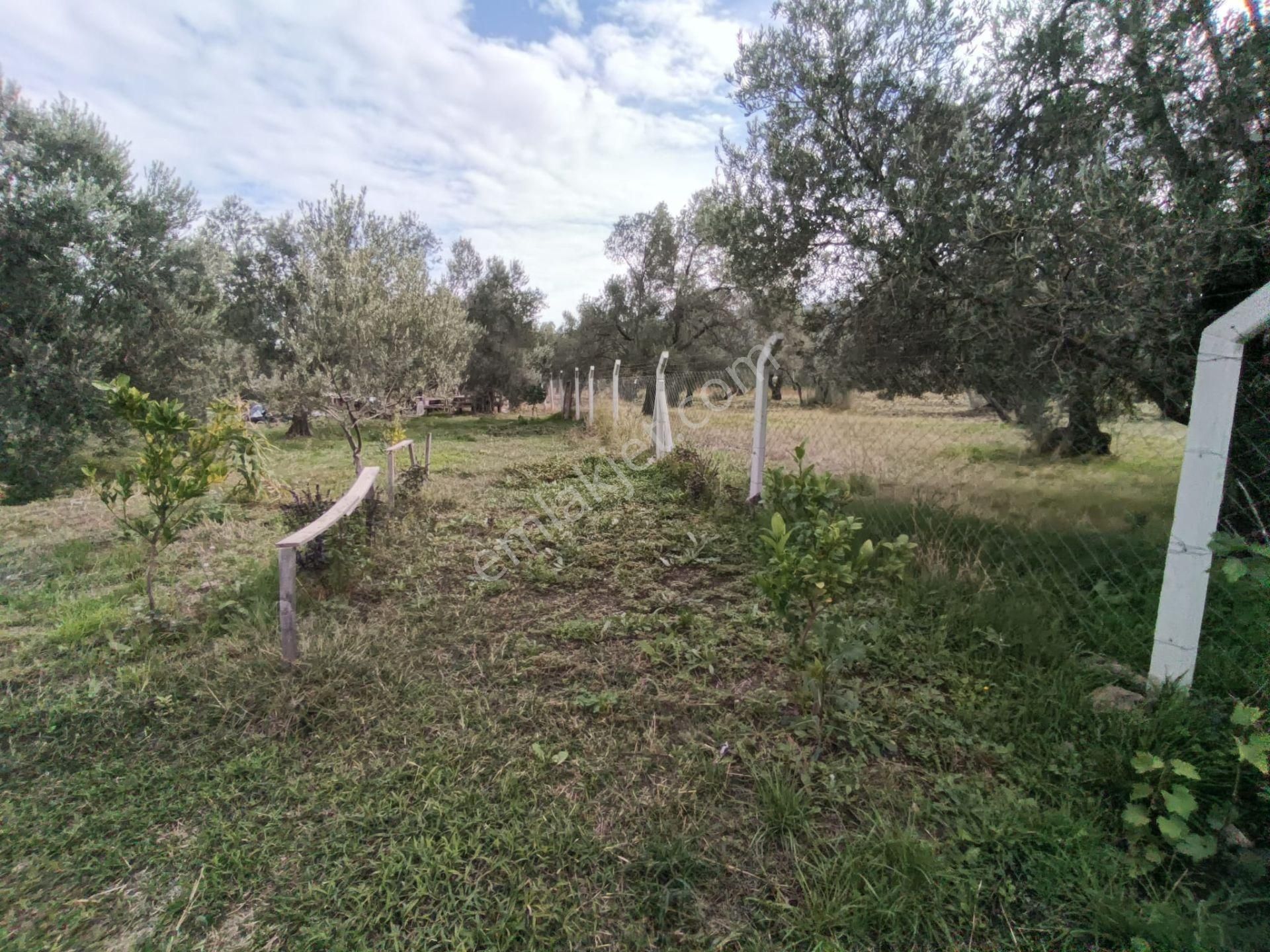 Golden Globy, Havran Mescit'de Satılık 1100 M2 Hobi Bahçesi Ve Zeytinlik - Görsel 19