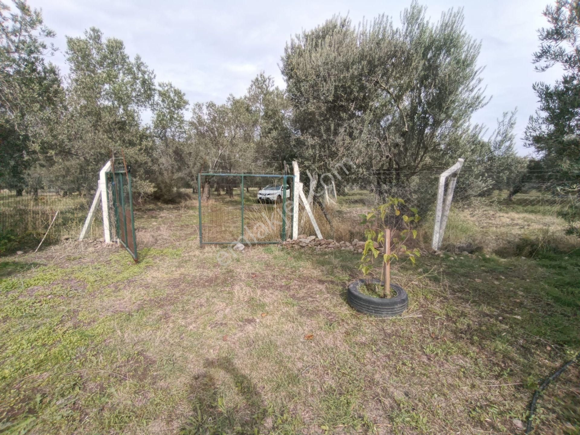 Golden Globy, Havran Mescit'de Satılık 1100 M2 Hobi Bahçesi Ve Zeytinlik - Görsel 3
