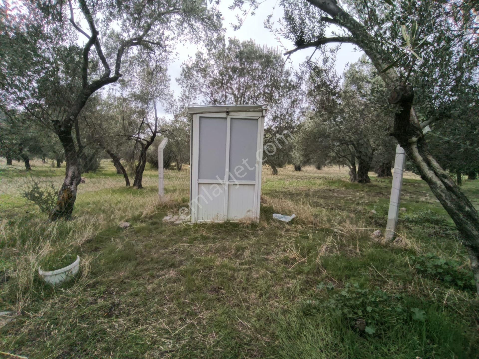 Golden Globy, Havran Mescit'de Satılık 1100 M2 Hobi Bahçesi Ve Zeytinlik - Görsel 20