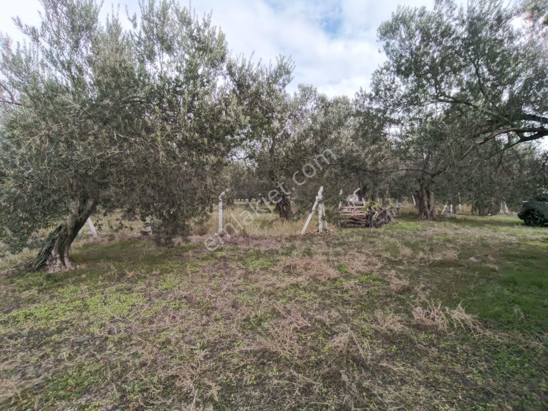 Golden Globy, Havran Mescit'de Satılık 1100 M2 Hobi Bahçesi Ve Zeytinlik - Görsel 23