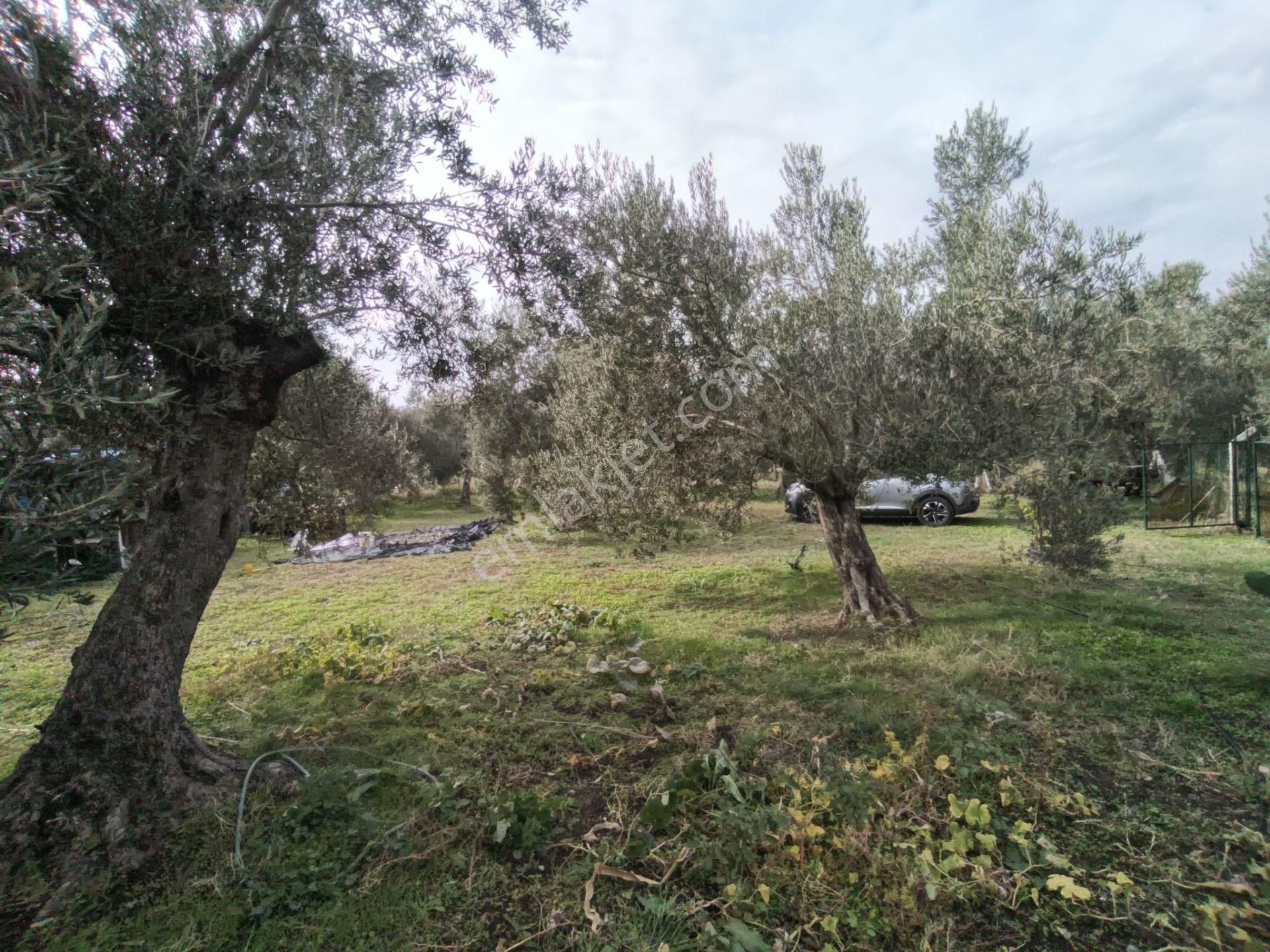 Golden Globy, Havran Mescit'de Satılık 1100 M2 Hobi Bahçesi Ve Zeytinlik - Görsel 4