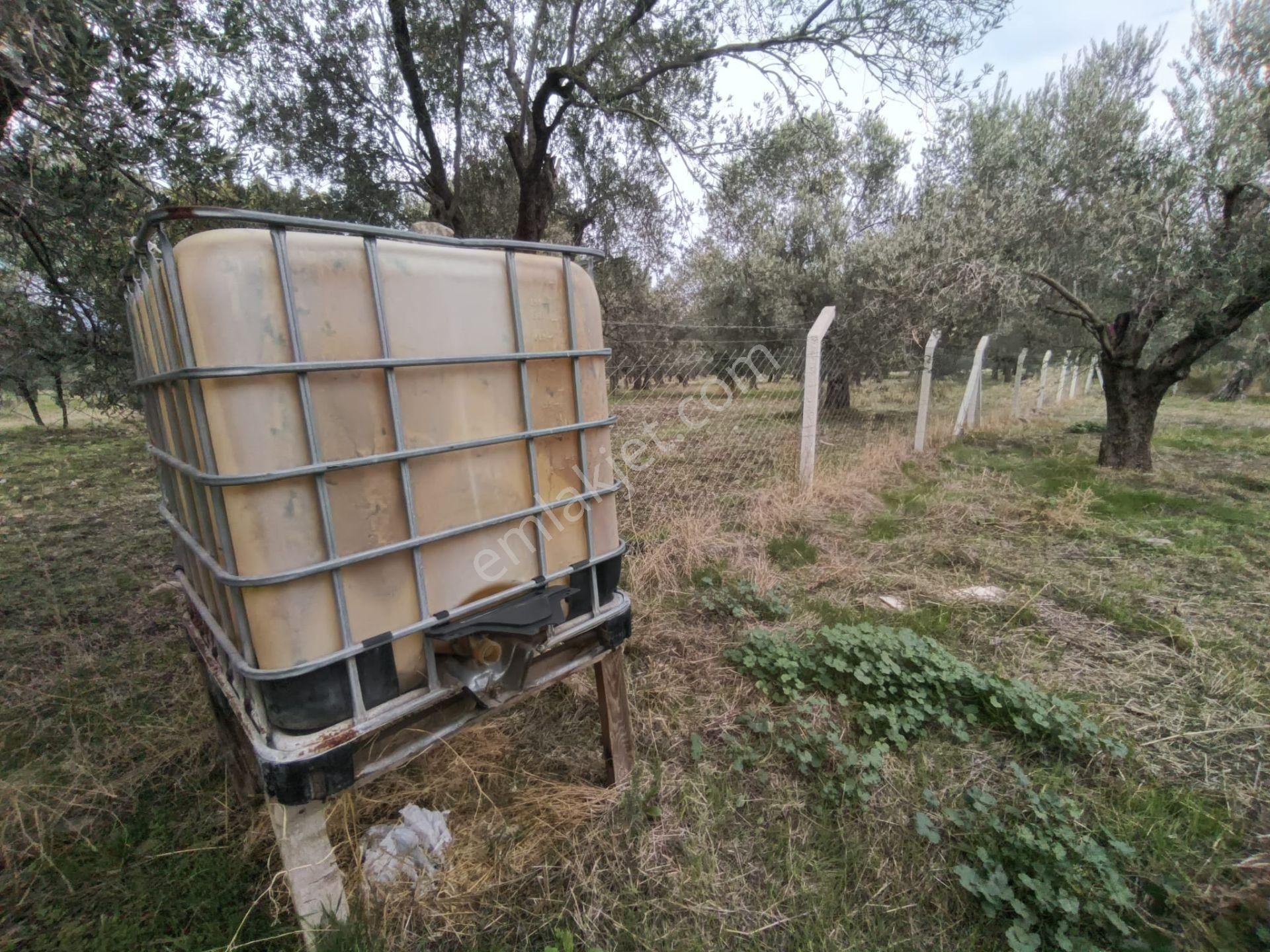 Golden Globy, Havran Mescit'de Satılık 1100 M2 Hobi Bahçesi Ve Zeytinlik - Görsel 24
