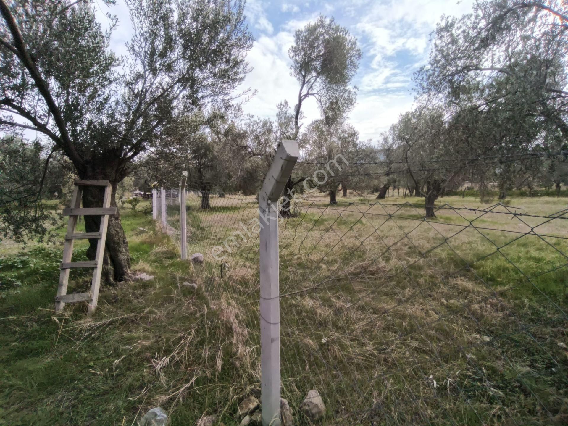 Golden Globy, Havran Mescit'de Satılık 1100 M2 Hobi Bahçesi Ve Zeytinlik - Görsel 18
