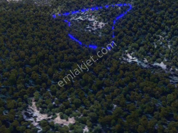 Milas Kalınağıl'da 13.475 M2 Zeytinlik - Görsel 9