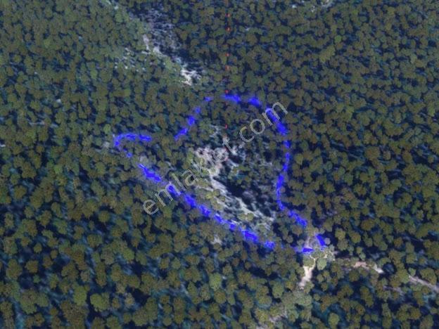 Milas Kalınağıl'da 13.475 M2 Zeytinlik - Görsel 11
