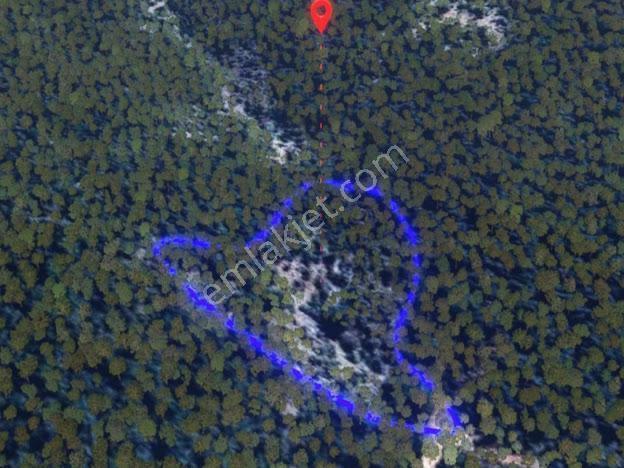 Milas Kalınağıl'da 13.475 M2 Zeytinlik - Görsel 3