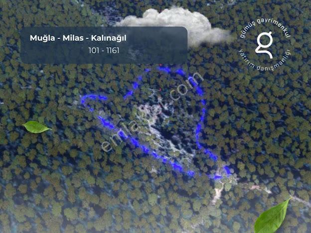 Milas Kalınağıl'da 13.475 M2 Zeytinlik - Görsel 12