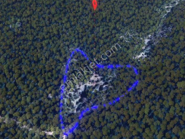 Milas Kalınağıl'da 13.475 M2 Zeytinlik - Görsel 2