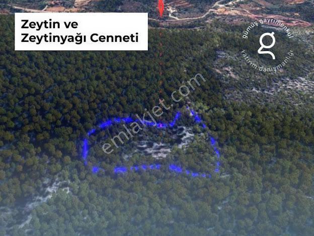 Milas Kalınağıl'da 13.475 M2 Zeytinlik - Görsel 6