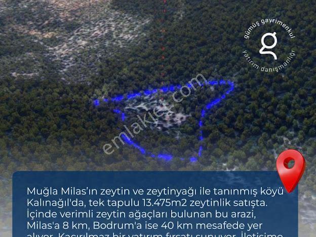 Milas Kalınağıl'da 13.475 M2 Zeytinlik - Görsel 10
