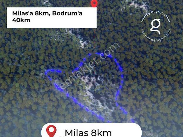 Milas Kalınağıl'da 13.475 M2 Zeytinlik - Görsel 4