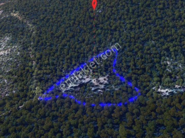 Milas Kalınağıl'da 13.475 M2 Zeytinlik - Görsel 7