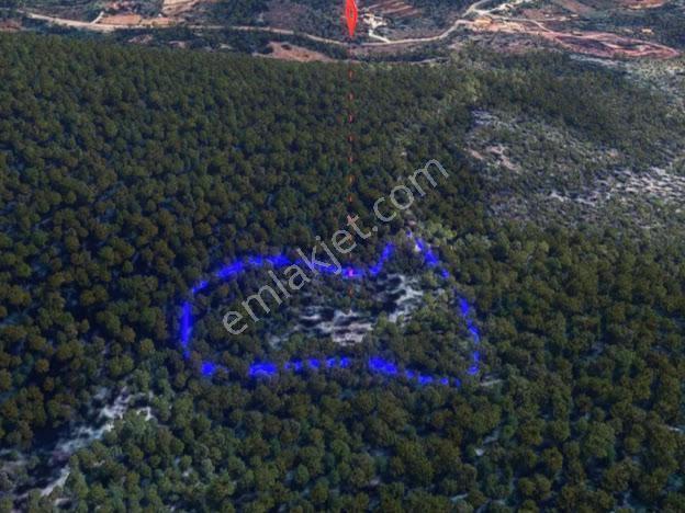 Milas Kalınağıl'da 13.475 M2 Zeytinlik - Görsel 5