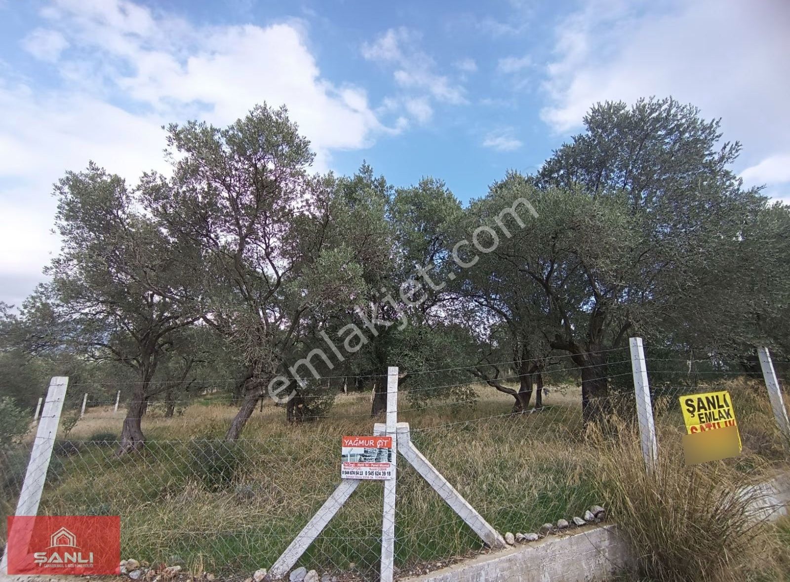 ( Han )doğancılar Mah.yol Üstü Satılık Zeytinlik - Görsel 9