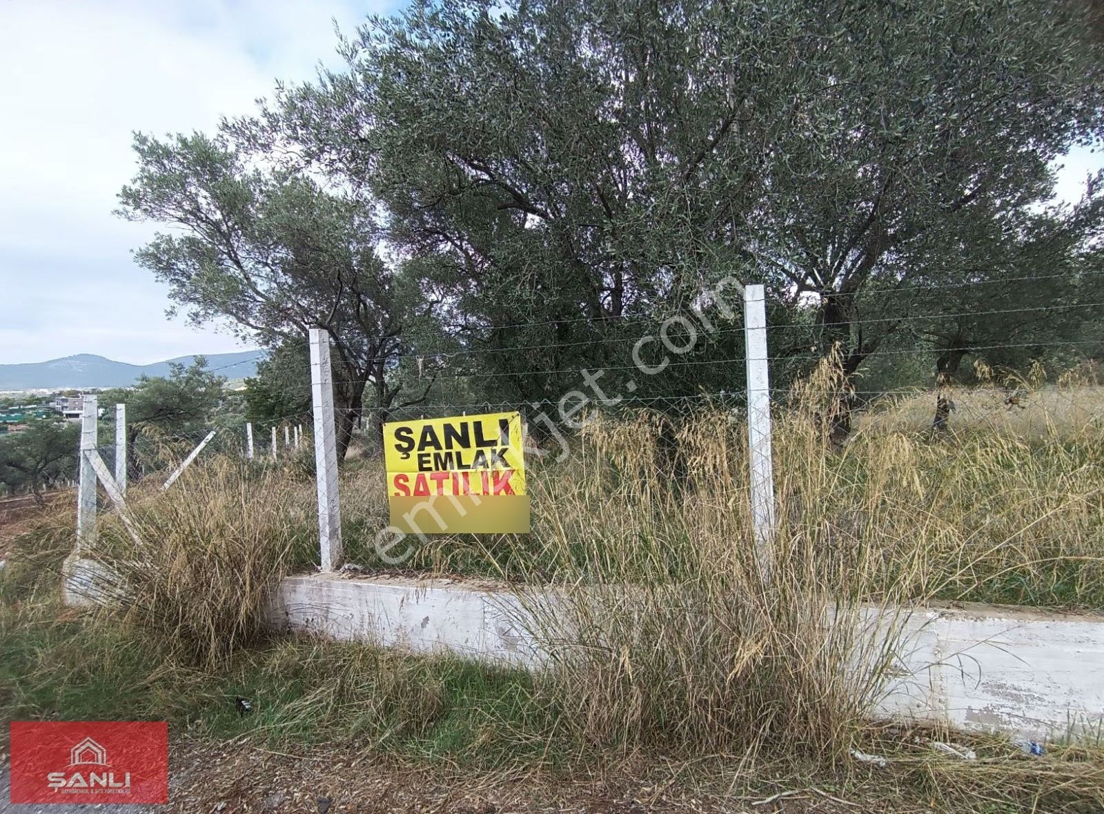( Han )doğancılar Mah.yol Üstü Satılık Zeytinlik - Görsel 6