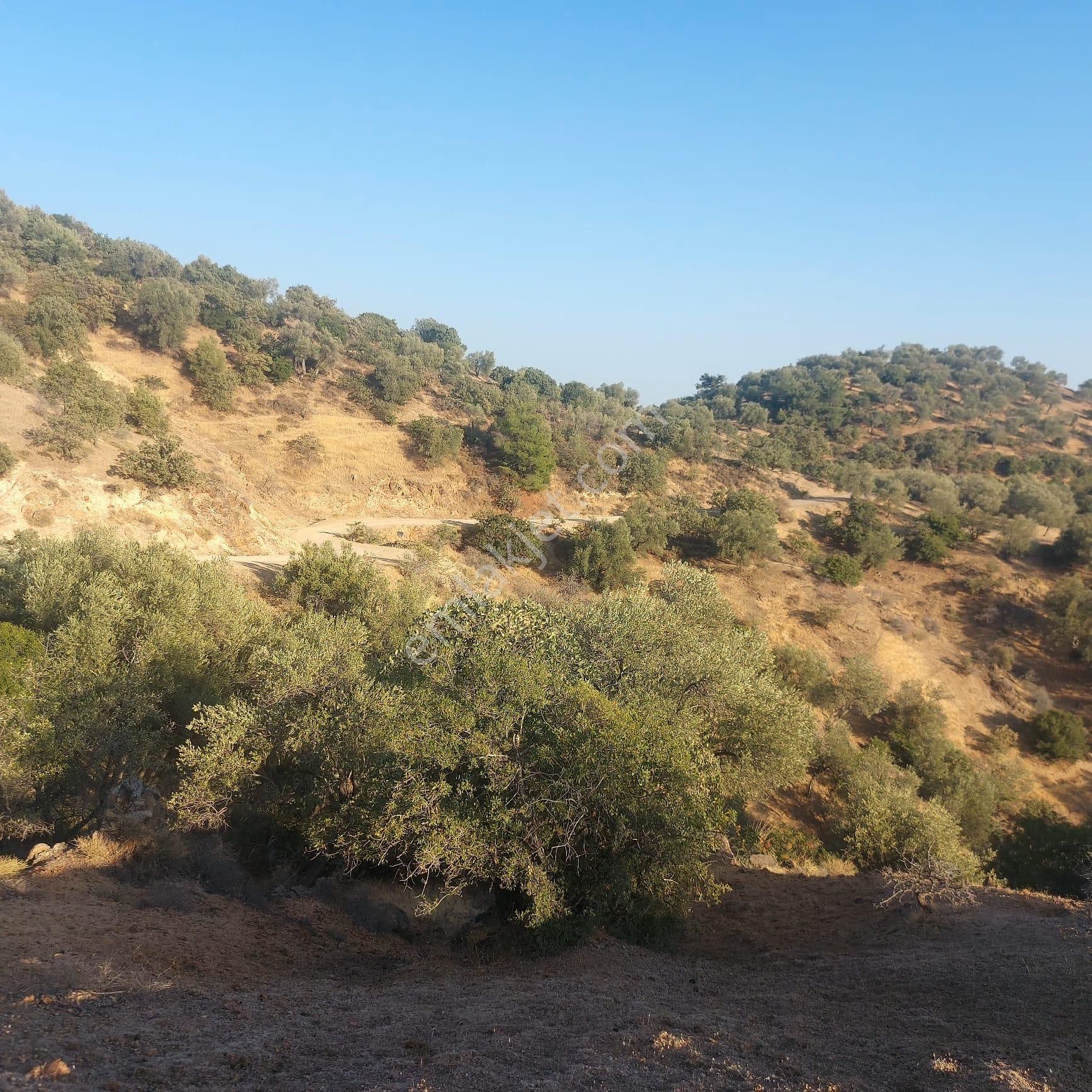 Dikili Ümmetoğlu'ndan (2.280 M2) Zeytinli Tarla Müstakil Parsel Deniz Manzaralı - Görsel 4
