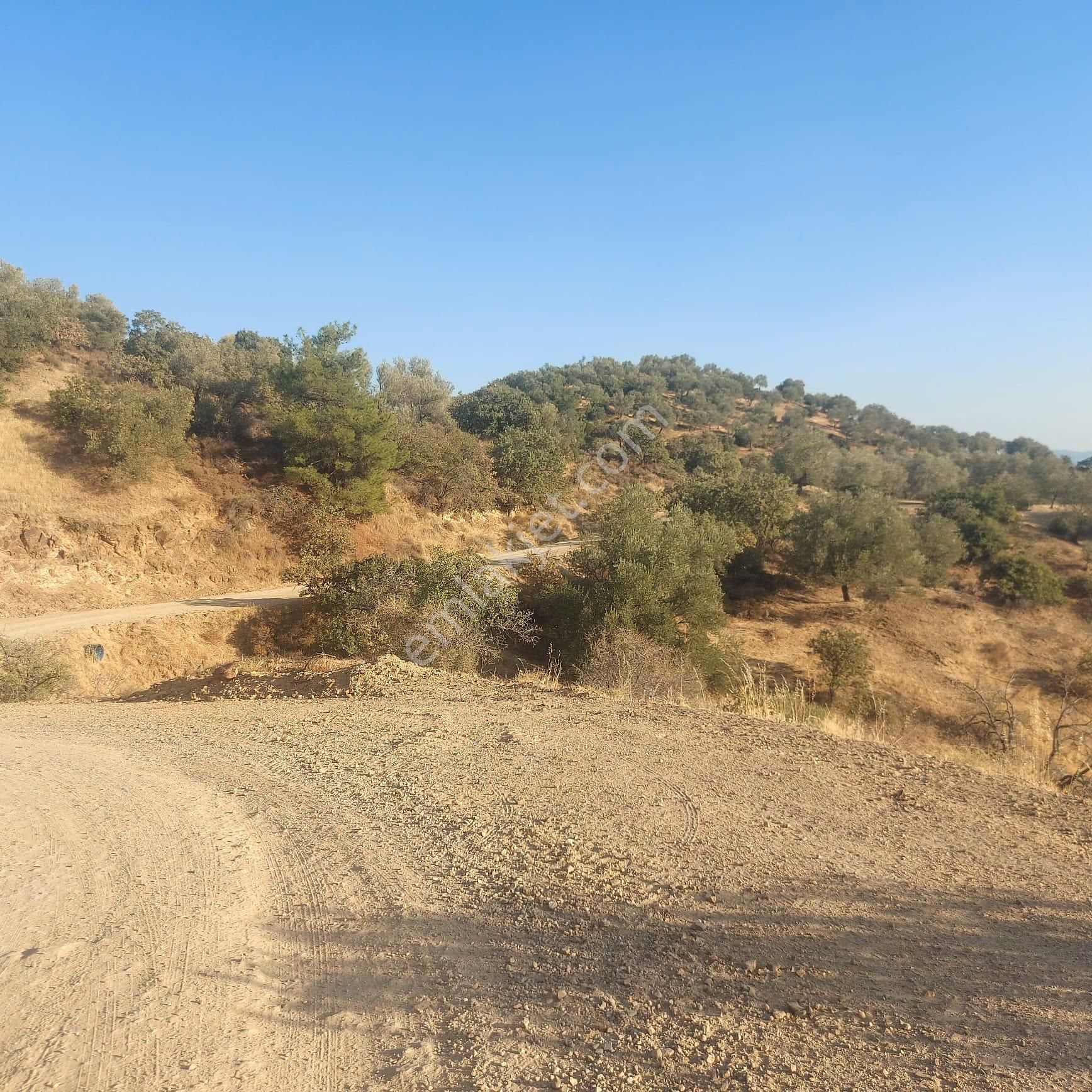Dikili Ümmetoğlu'ndan (2.280 M2) Zeytinli Tarla Müstakil Parsel Deniz Manzaralı - Görsel 7