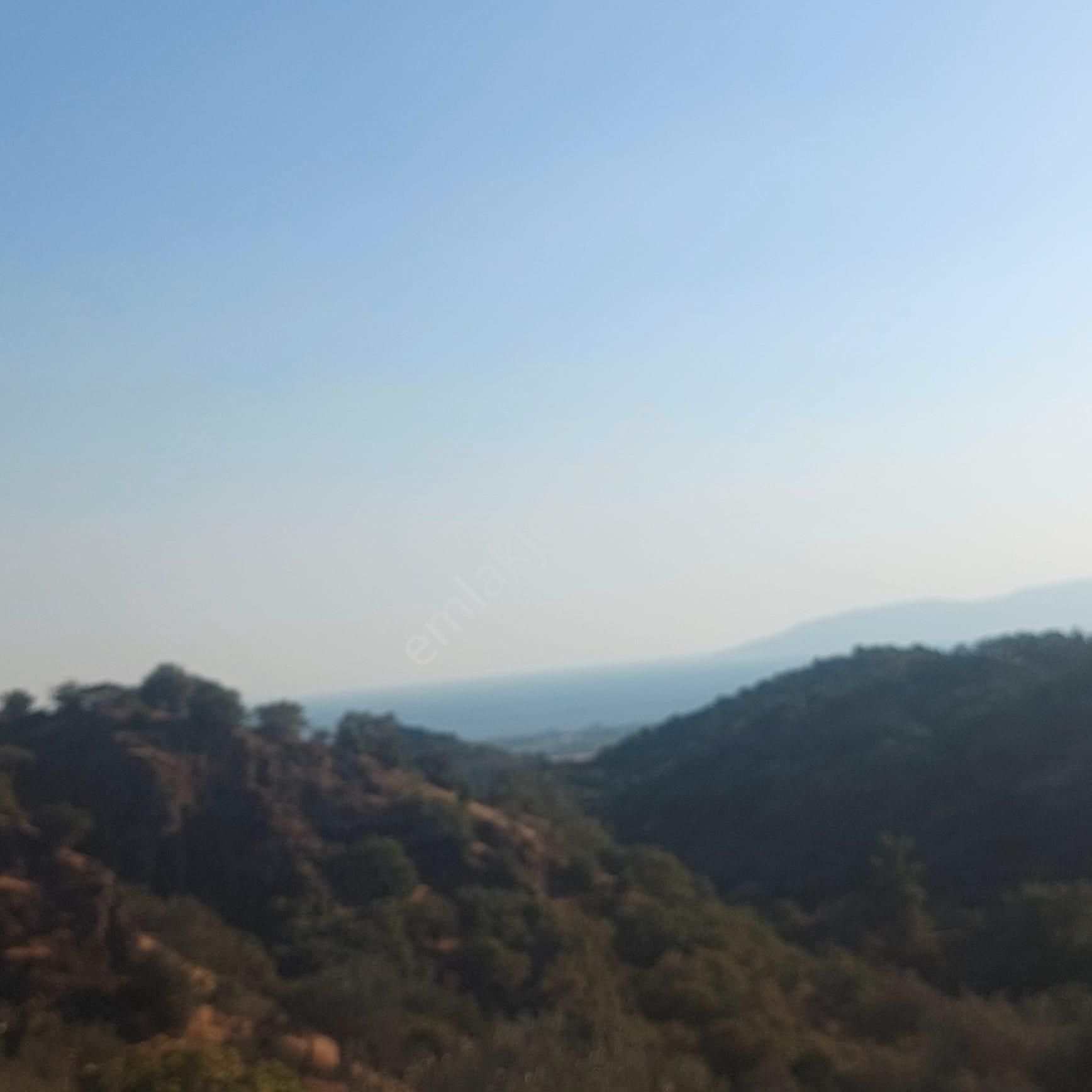 Dikili Ümmetoğlu'ndan (2.280 M2) Zeytinli Tarla Müstakil Parsel Deniz Manzaralı