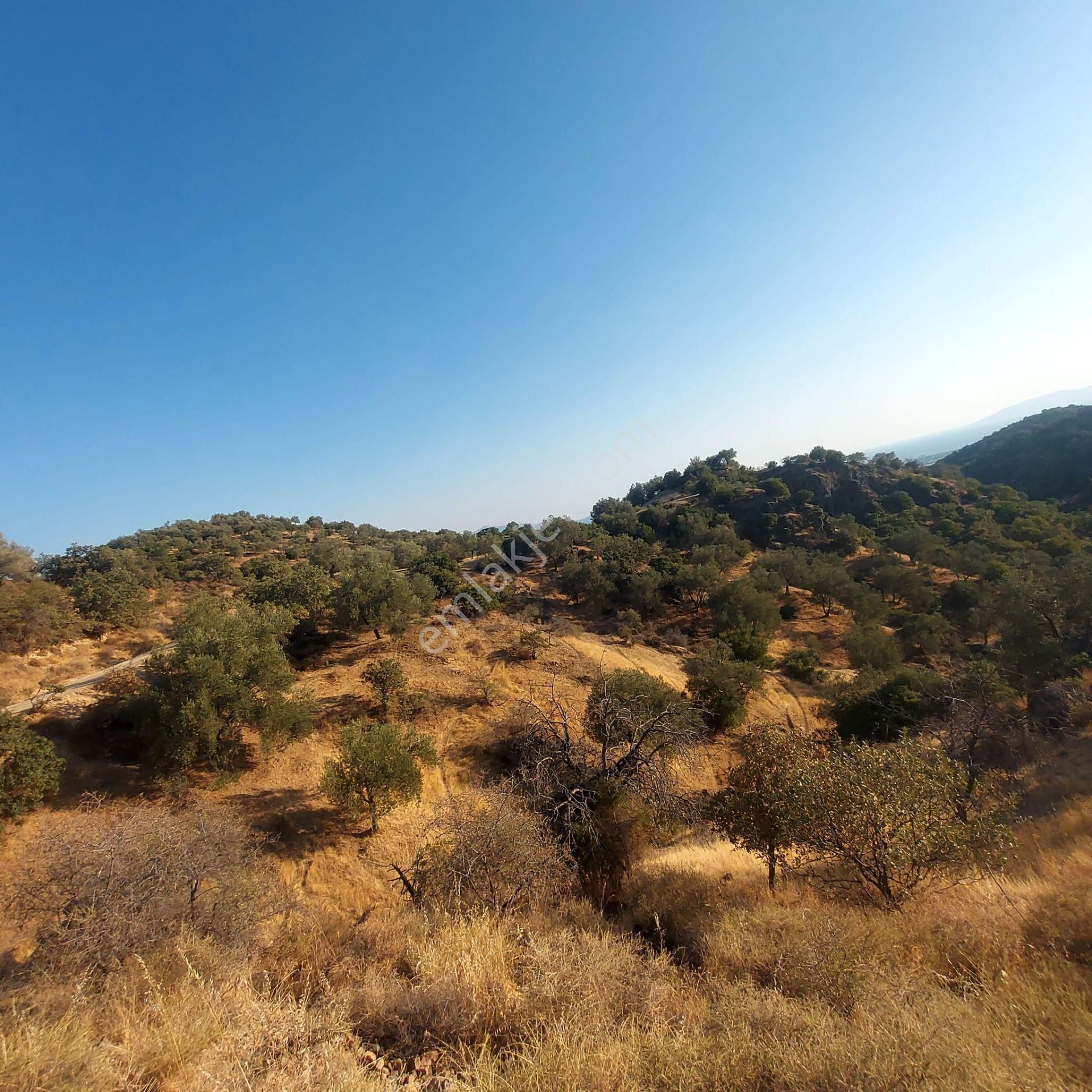 Dikili Ümmetoğlu'ndan (2.280 M2) Zeytinli Tarla Müstakil Parsel Deniz Manzaralı - Görsel 6