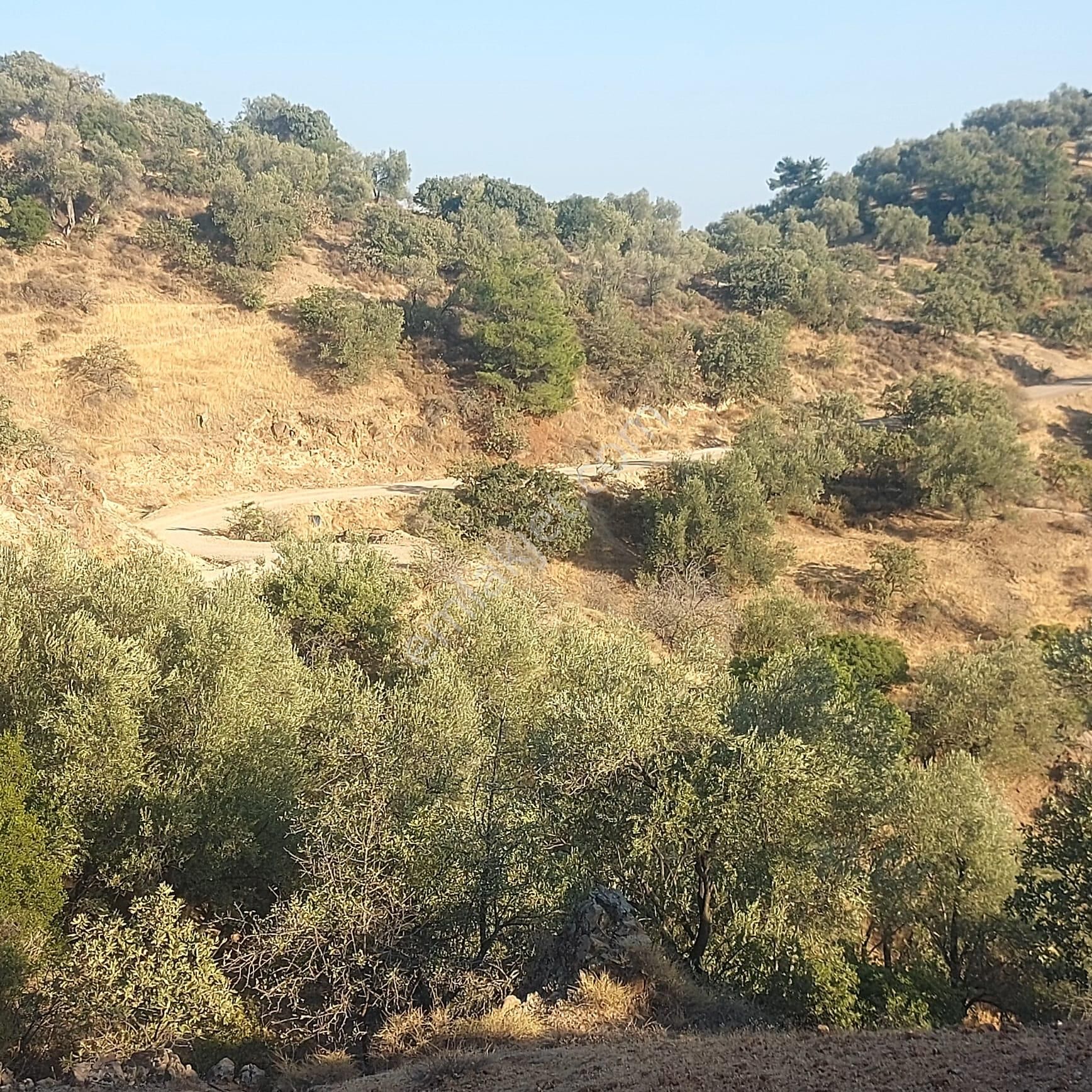 Dikili Ümmetoğlu'ndan (2.280 M2) Zeytinli Tarla Müstakil Parsel Deniz Manzaralı - Görsel 3