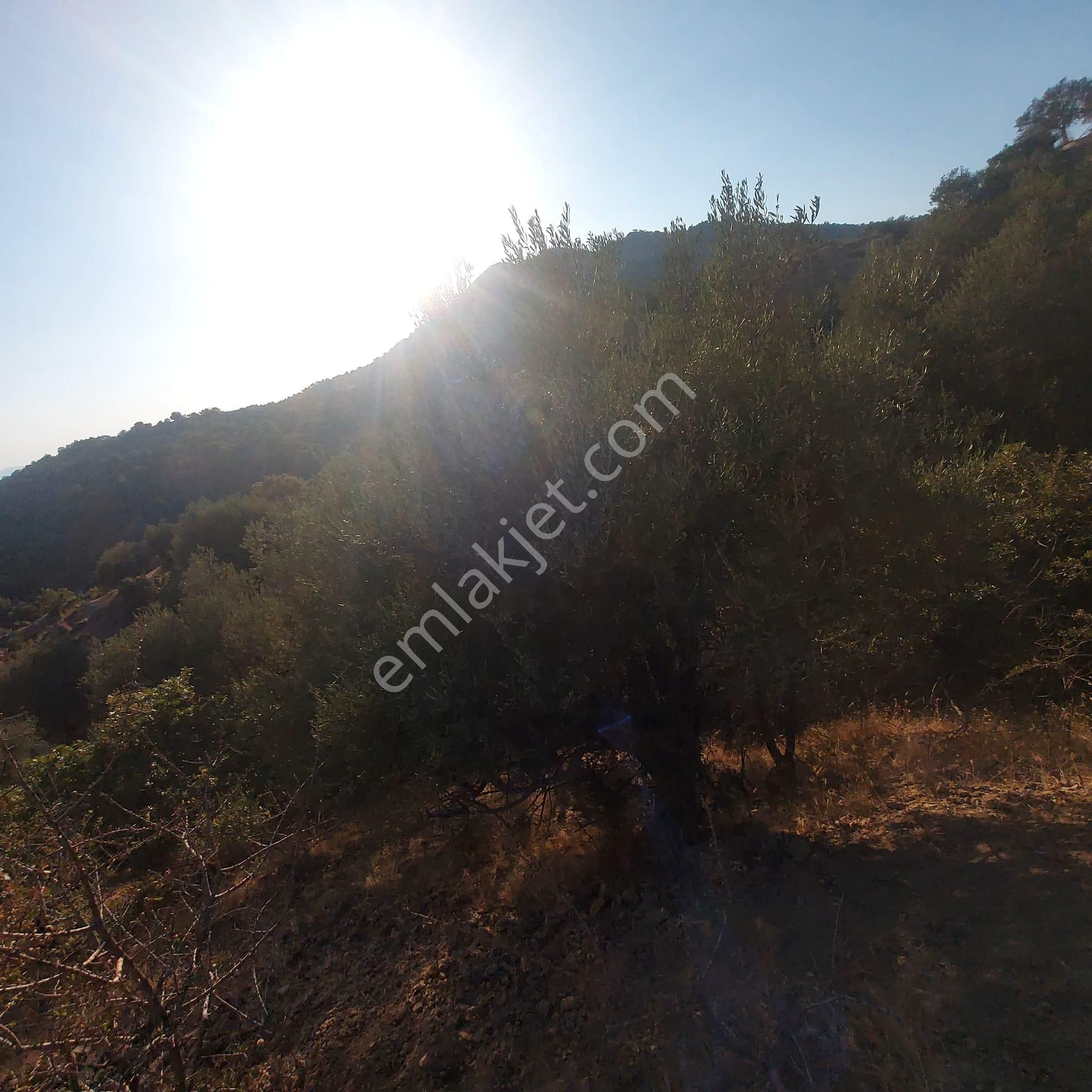 Dikili Ümmetoğlu'ndan (2.280 M2) Zeytinli Tarla Müstakil Parsel Deniz Manzaralı - Görsel 2