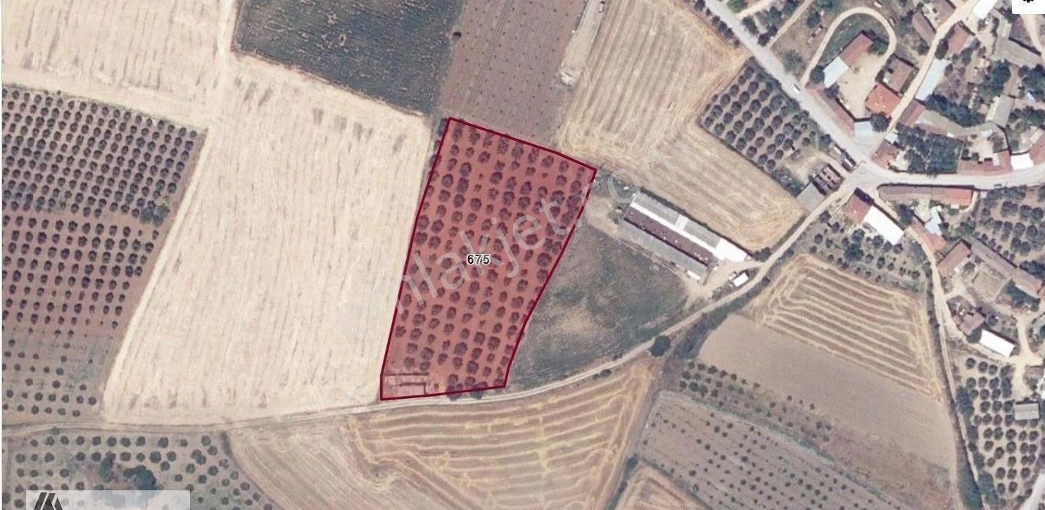 Arte'den Danişment De 150 Zeytin Ağaçlı 9.900 M2 Satılık Tarla - Görsel 2