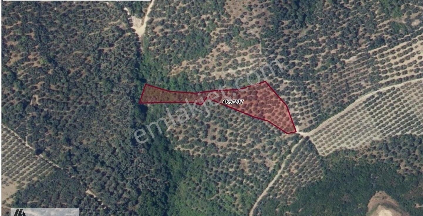 Arte'den Edincik Te 4.420 M2 Zeytinlik Satılıktır - Görsel 4