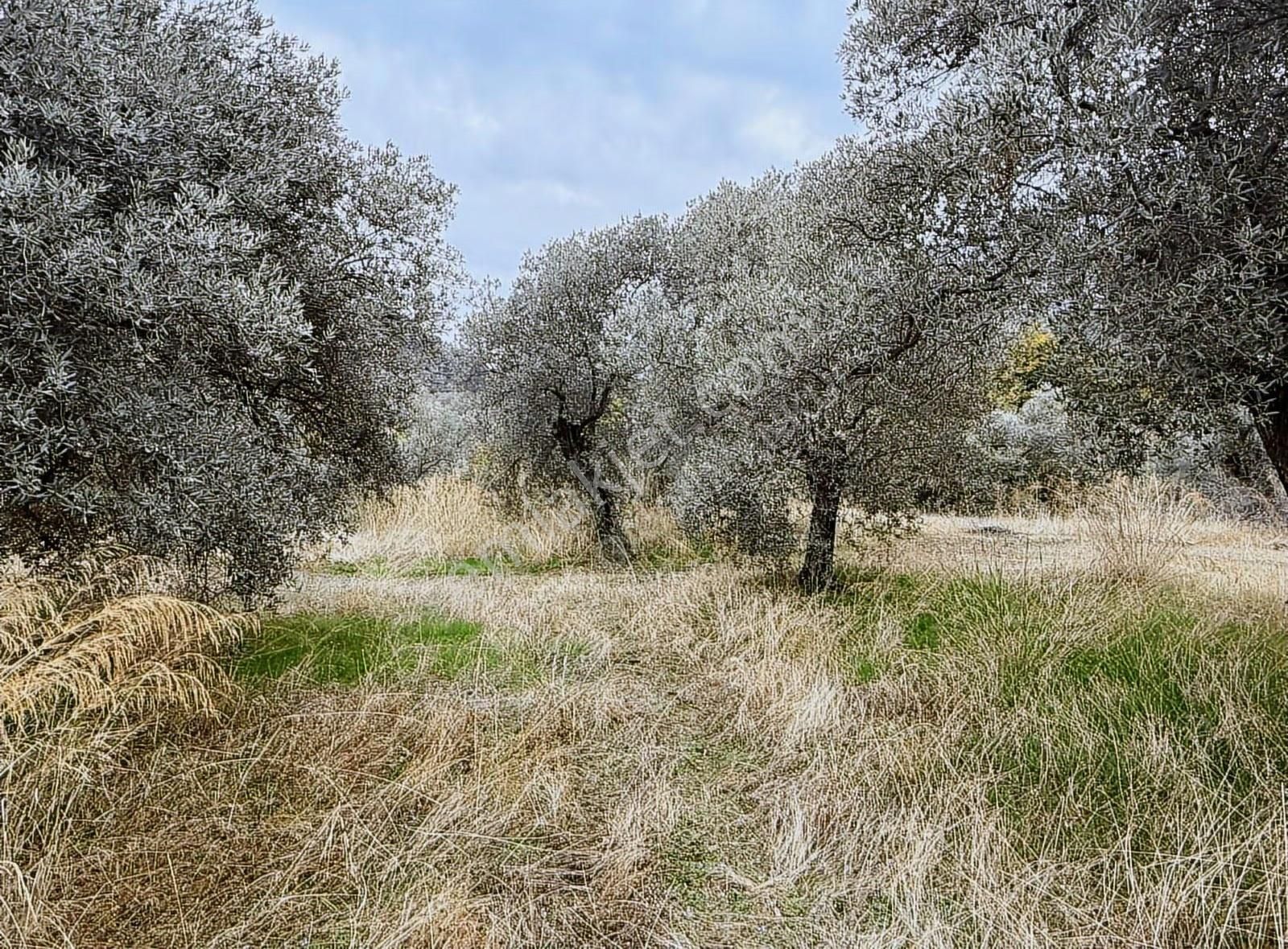 Bayındır Yakapınar'da 2660 M² Satılık Dere Kenarı Zeytinlik - Görsel 4