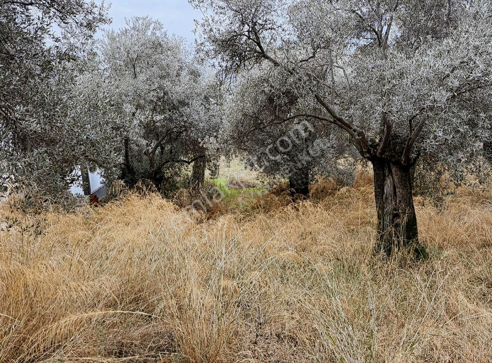 Bayındır Yakapınar'da 2660 M² Satılık Dere Kenarı Zeytinlik - Görsel 5
