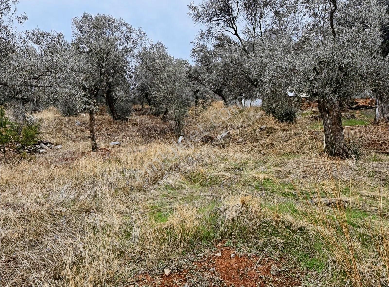 Bayındır Yakapınar'da 2660 M² Satılık Dere Kenarı Zeytinlik - Görsel 10