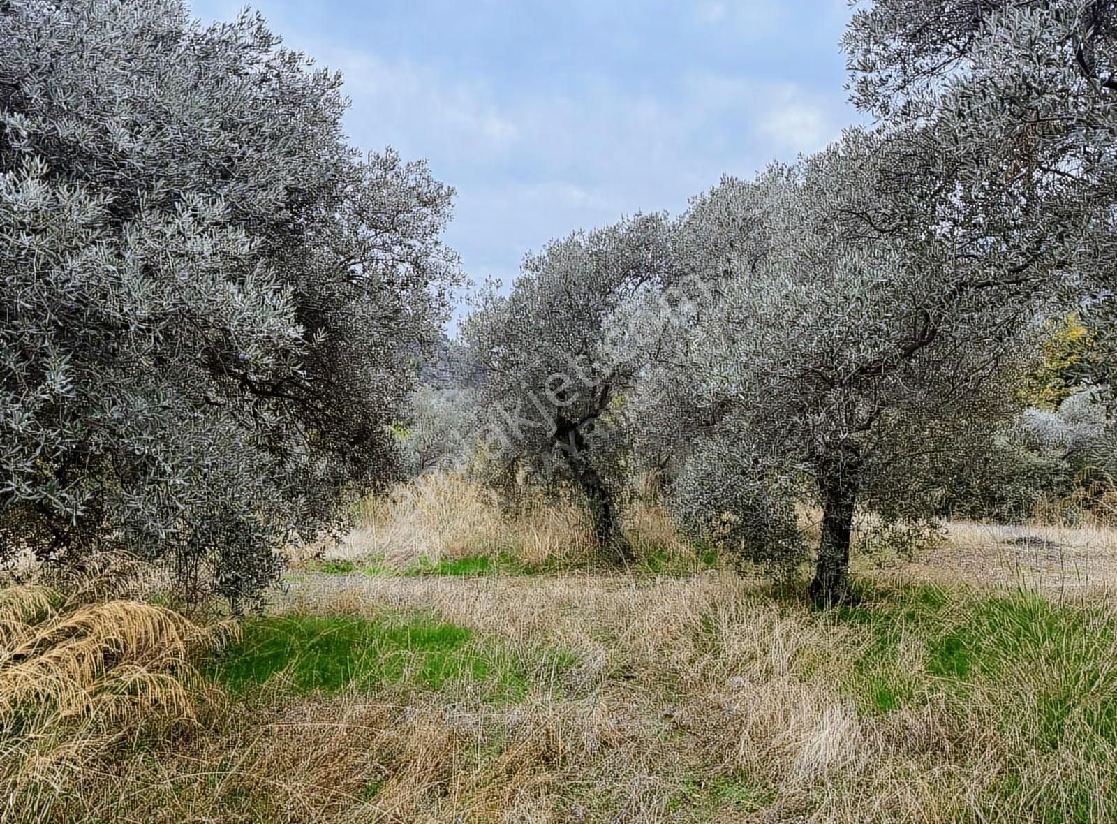 Bayındır Yakapınar'da 2660 M² Satılık Dere Kenarı Zeytinlik - Görsel 6