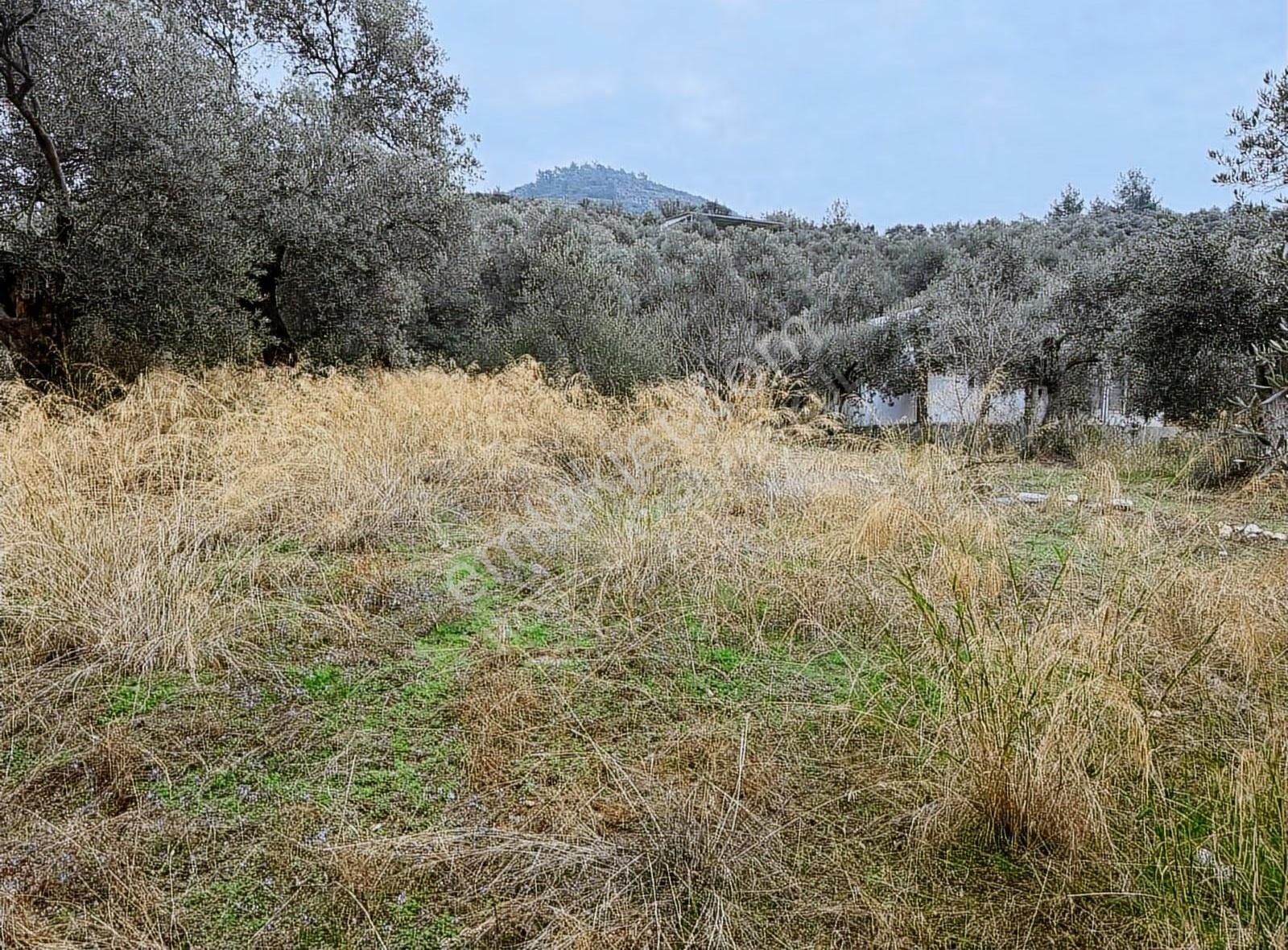 Bayındır Yakapınar'da 2660 M² Satılık Dere Kenarı Zeytinlik - Görsel 11