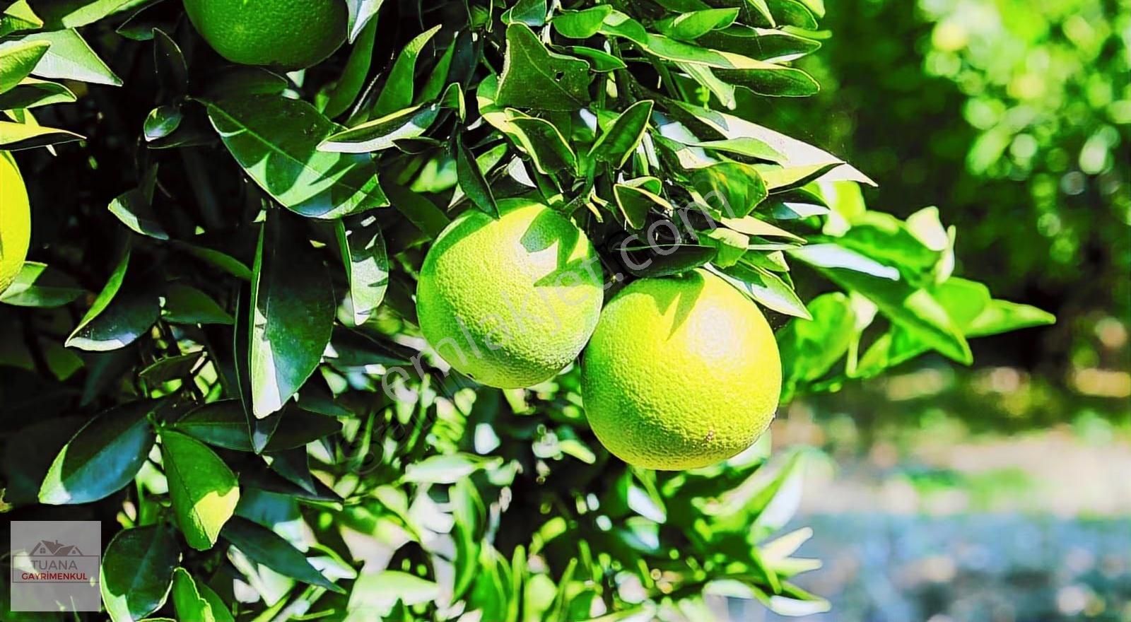 Tuana Gayrimenkul'den 1064m² İçerisinde 3+1 Müstakil Ev - Görsel 10