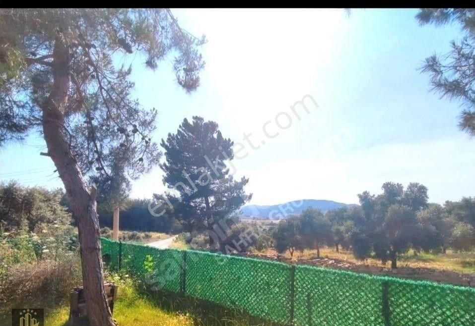 Muğla Milas'da Satılık İçinde Prefabrik Ev Bulunan Tarla - Görsel 4