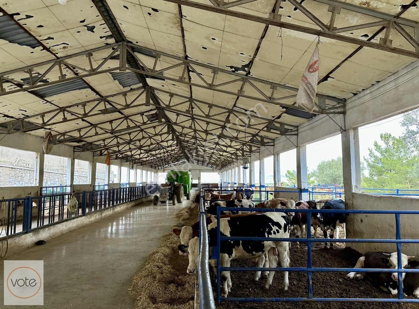 36 Dönüm, İçinde Çiftlik Ve Yem Üretim Tesisi Kurulu, Kupon Arsa - Görsel 9